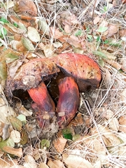 Suillellus amygdalinus