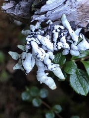 Hypogymnia enteromorpha