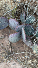 Opuntia macrocentra