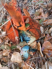 Suillellus amygdalinus