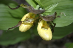 Cypripedium parviflorum pubescens