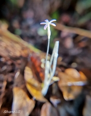 Voyria tenella