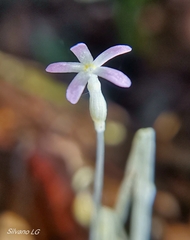 Voyria tenella