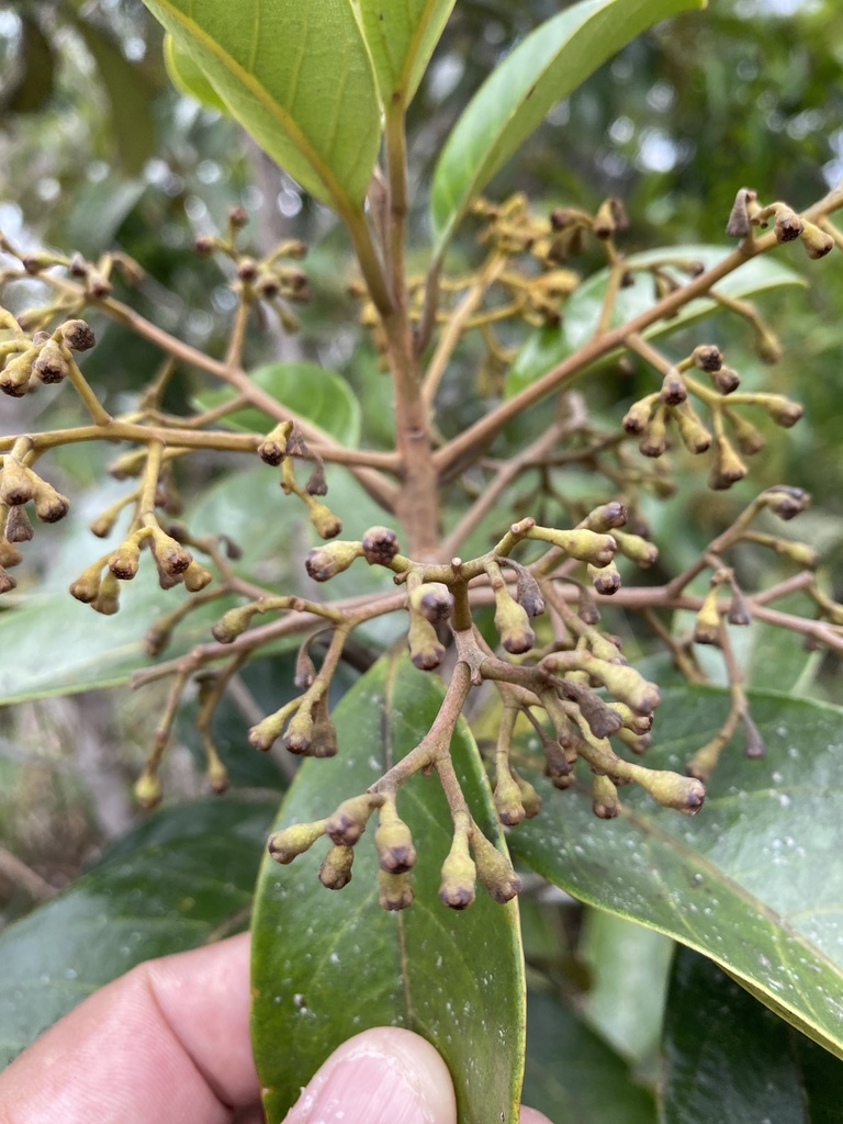 Aniba firmula