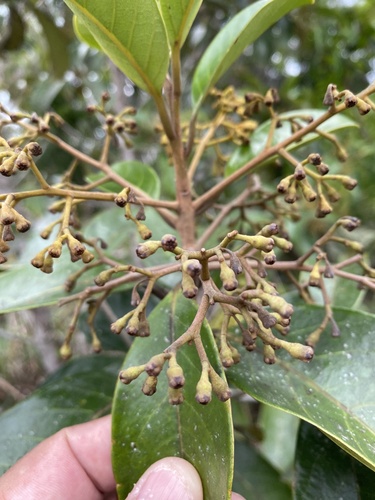 Aniba firmula