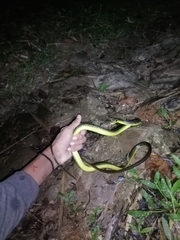 Chironius septentrionalis