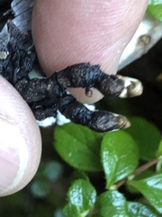 Hypogymnia enteromorpha