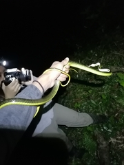 Chironius septentrionalis