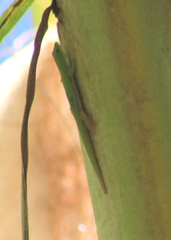 Phelsuma laticauda laticauda