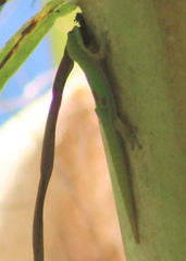 Phelsuma laticauda laticauda