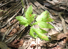 Tacca leontopetaloides