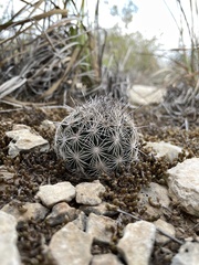 Coryphantha echinus