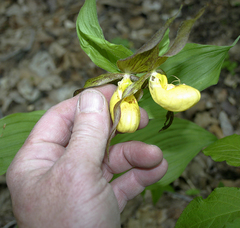 Cypripedium parviflorum pubescens
