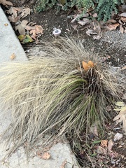 Muhlenbergia rigens