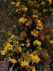 Hypericum myrianthum