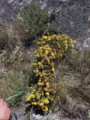 Hypericum myrianthum