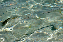 Ellochelon vaigiensis