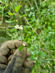 Teucrium parvifolium