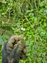 Teucrium parvifolium