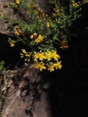 Hypericum myrianthum