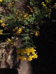 Hypericum myrianthum