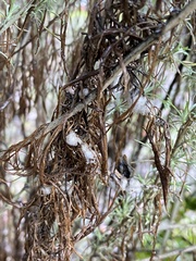 Rhopalomyia floccosa