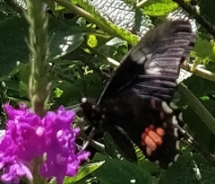 Heraclides anchisiades