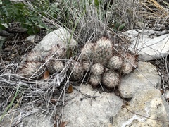 Escobaria emskoetteriana