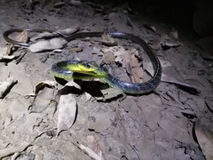 Chironius septentrionalis