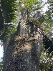 Brosimum alicastrum