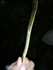 Chironius septentrionalis