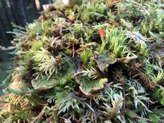 Peltigera britannica