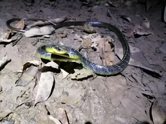 Chironius septentrionalis