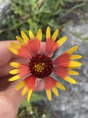 Gaillardia
