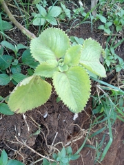 Coleus amboinicus