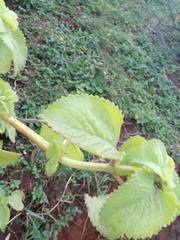 Coleus amboinicus