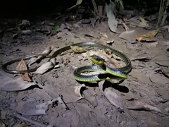 Chironius septentrionalis