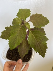 Erechtites valerianifolius