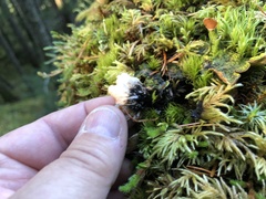 Peltigera britannica