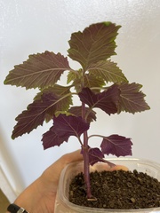 Erechtites valerianifolius