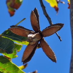 Cedrela fissilis