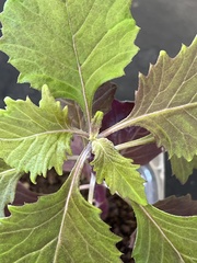 Erechtites valerianifolius