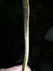 Chironius septentrionalis