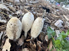 Coprinus comatus