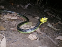 Chironius septentrionalis