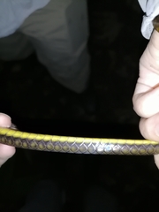 Chironius septentrionalis