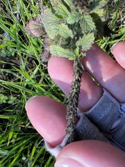 Verbena lasiostachys