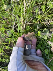 Verbena lasiostachys