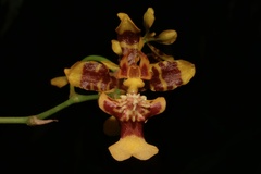 Oncidium