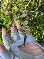 Verbena lasiostachys